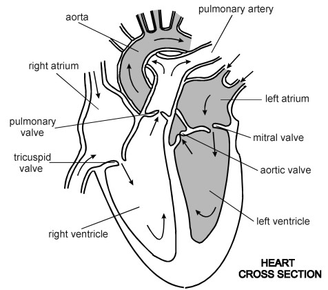 Drawing Of Heart Diagram Free Human Heart Sketch Diagram Download Free Clip Art Free Clip