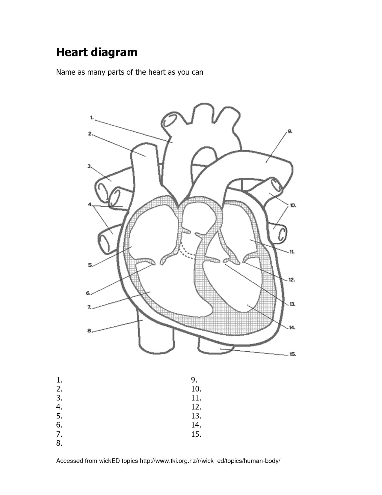 Drawing Of Heart Diagram Free Human Heart Sketch Diagram Download Free Clip Art Free Clip