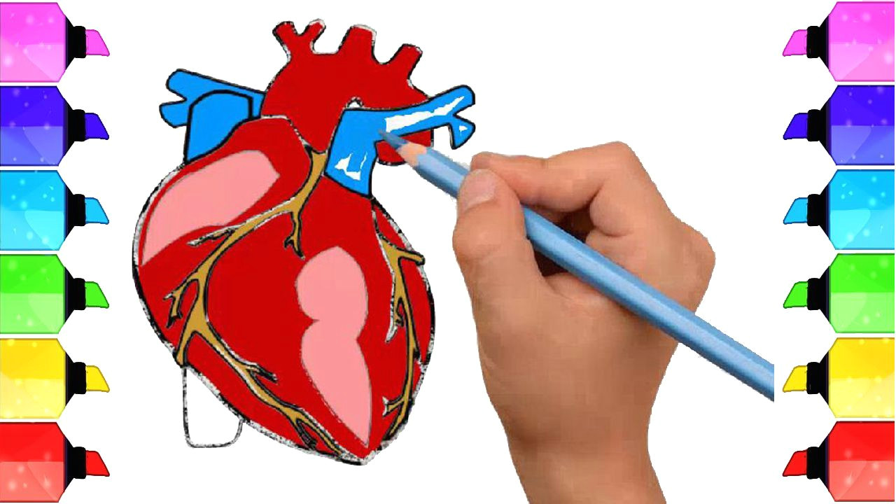 Drawing Of Heart Diagram How to Draw Human Heart Anatomy Color Drawing for Kids How to Draw