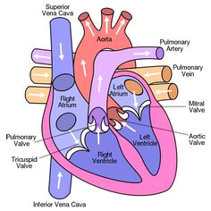 Drawing Of Heart Valves 151 Best Heart Valves Surgery Images Eat Healthy Eating Healthy