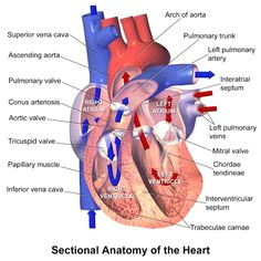 Drawing Of Heart Valves 151 Best Heart Valves Surgery Images Eat Healthy Eating Healthy