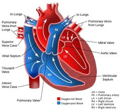 Drawing Of Heart Valves 151 Best Heart Valves Surgery Images Eat Healthy Eating Healthy