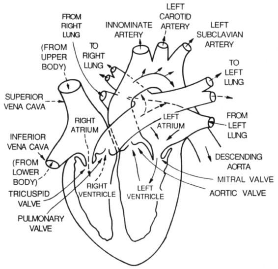Drawing Of Heart Valves 3 the Four Chambered Heart is Divided Into Two Separated Parts the