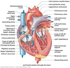 Drawing Of Heart Valves 52 Best Heart Valves Images