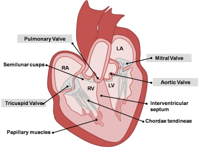 Drawing Of Heart Valves Cardiovascular System Heart Histology Embryology