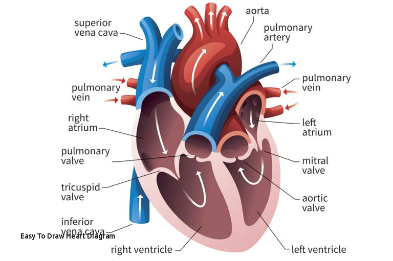 Drawing Of Heart Valves Easy to Draw Heart Diagram Prslide Com