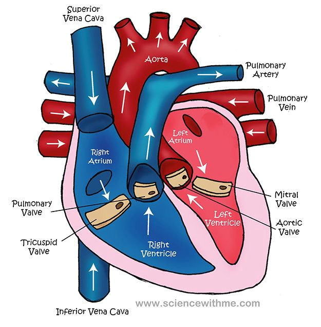 Drawing Of Heart Valves Simple Heart Diagram for Kids to Label Nursing School Pinterest
