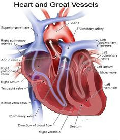 Drawing Of Heart Vessels 323 Best Heart Anatomy Images Heart Anatomy Human Heart Diagram