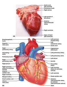 Drawing Of Heart Vessels 323 Best Heart Anatomy Images Heart Anatomy Human Heart Diagram