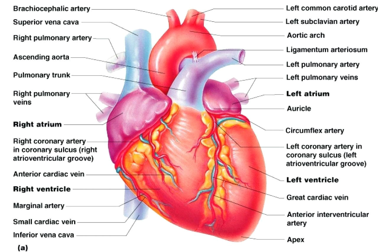 Drawing Of Heart Vessels Labeled Cardiac Muscle Human Anatomy Drawing Pinterest Heart