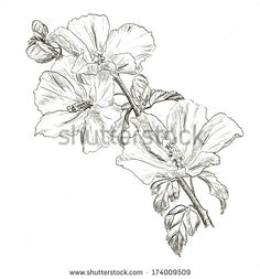 Drawing Of Hibiscus Flowers 248 Best Hibiscus Images Flower Designs Painting Flowers Pyrography