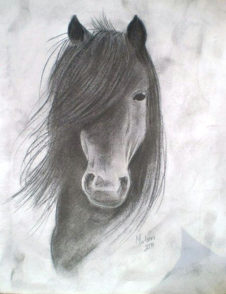 Drawing Of Horse Eye Horse Drawings Horses Drawings Drawings Horses Charcoal Drawings