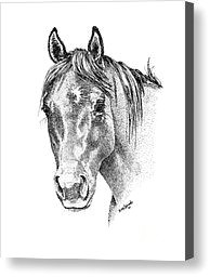 Drawing Of Horse Eye Pen and Ink Horse Pen and Ink Horse Canvas Prints the Gentle Eye