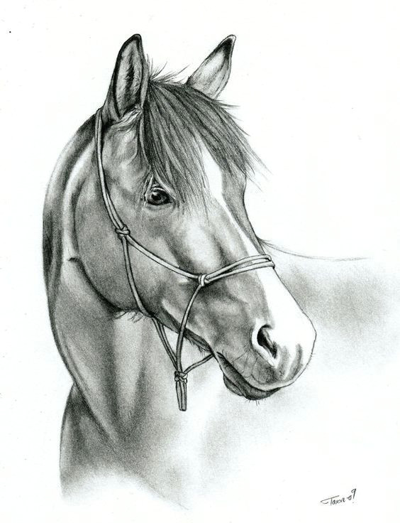 Drawing Of Horse Eye Reference Photo Done with Mechanical Pencil Usually I Like Draft