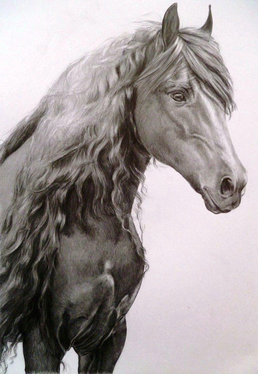 Drawing Of Horse Eye This Horse Has A Wonderful soft Eye Equine Obsession Horses