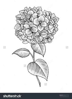 Drawing Of Hydrangea Flower 168 Best Drawing Images Hydrangeas Drawings Hydrangea