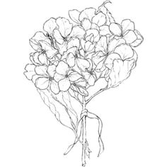 Drawing Of Hydrangea Flower 62 Best Hydrangea Images Hydrangeas Watercolor Painting Flower Art