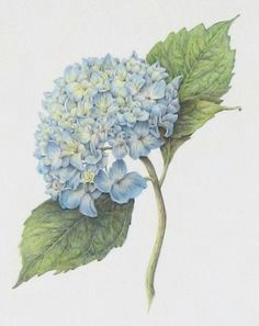 Drawing Of Hydrangea Flower 62 Best Hydrangea Images Hydrangeas Watercolor Painting Flower Art