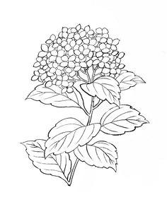 Drawing Of Hydrangea Flower 62 Best Hydrangea Images Hydrangeas Watercolor Painting Flower Art