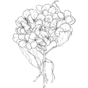 Drawing Of Hydrangea Flower Hydrangea Illustration Free Google Search Four Season Flowers