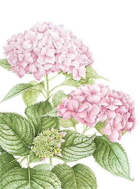 Drawing Of Hydrangea Flower Hydrangea Macrophylla Art Gallery Pinterest Botanical Art