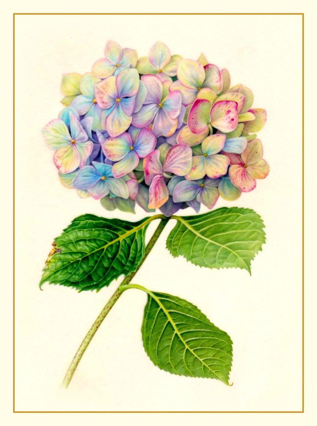 Drawing Of Hydrangea Flower Pin by Claudia Young On Geraniums and Hydrangeas Pinterest