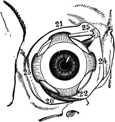 Drawing Of Internal Eye 35 Best Eye Anatomy Images Eye Anatomy Human Eye Eyes
