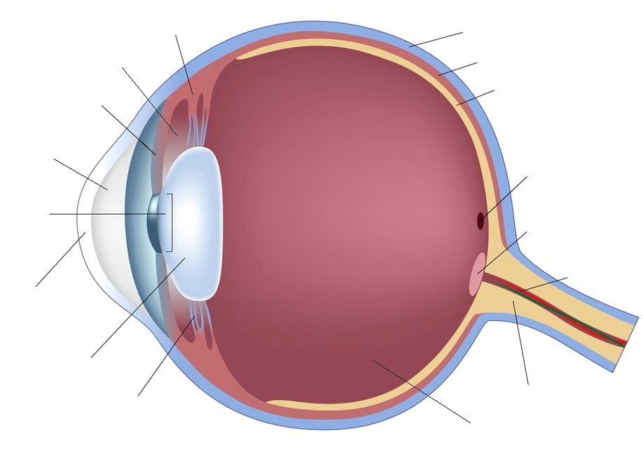 Drawing Of Internal Eye Human Eye Anatomy Quiz