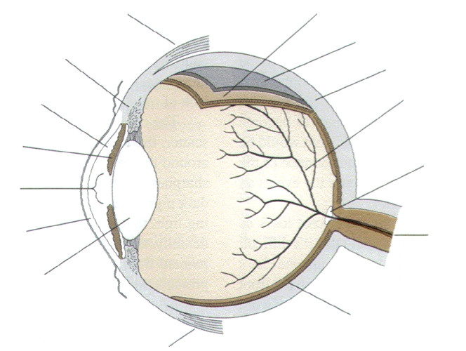 Drawing Of Internal Eye Label Parts Of the Human Eye