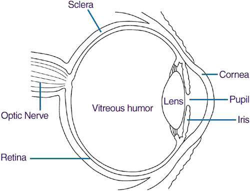 Drawing Of Internal Eye Retinal Detachment From One Medical Student to Another