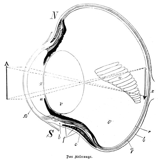 Drawing Of Internal Eye Royalty Free Animal Eye Clip Art Vector Images Illustrations istock