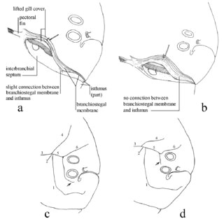 Drawing Of Internal Eye Schematic Drawing Of Eyed Side Lateral View Of Head Showing Internal