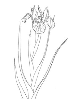 Drawing Of Iris Flower 229 Nejlepa A Ch Obrazka Z Nasta Nky Flowers Drawing Of Iris Iris