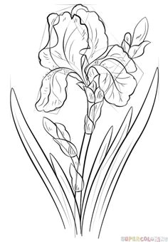 Drawing Of Iris Flower 245 Best Iris Images In 2019 Painted Flowers Iris Painting Silk