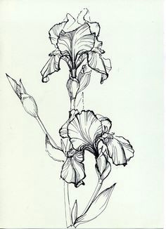 Drawing Of Iris Flower 50 Best Iris Drawing Images Botanical Illustration Iris Drawing