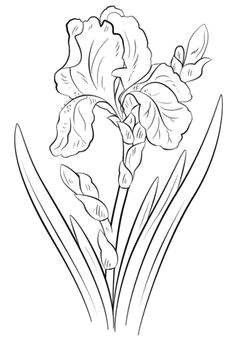 Drawing Of Iris Flower 8 Best Tattoos Images Drawings Embroidery Flower Designs