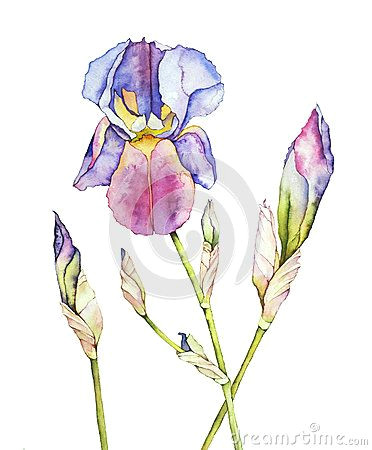 Drawing Of Iris Flower Watercolor Stock Photos Images Pictures 171 393 Images