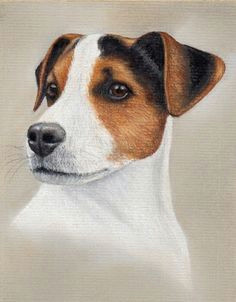 Drawing Of Jack Russell Dog 838 Best Jack Russell Terrier S World Images In 2019 Cute Puppies