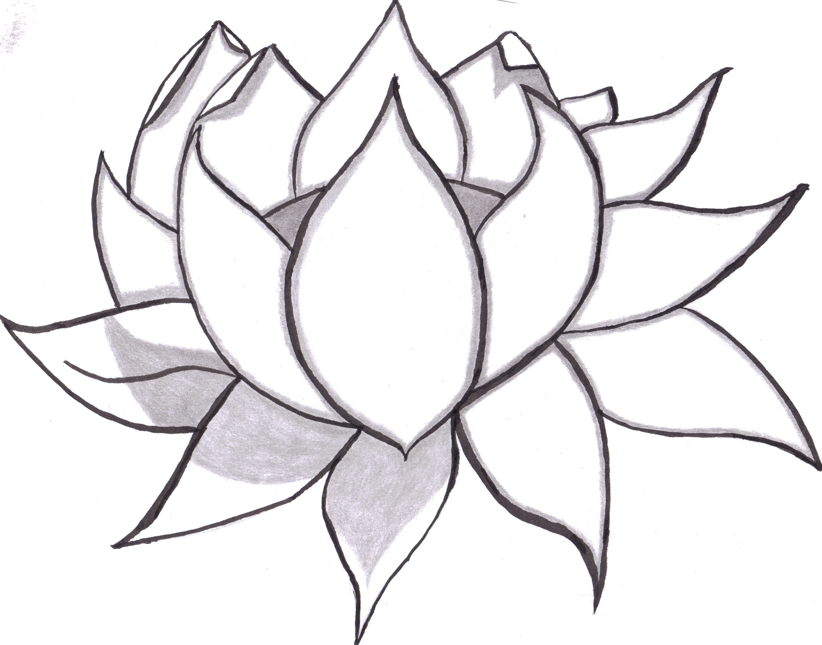 Drawing Of Kamal Flower 8 Lotus Drawing Bud for Free Download On Ayoqq org