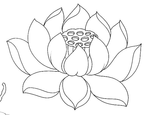 Drawing Of Kamal Flower Lotus Flower Drawing Outline at Living Room In 2019 Flower