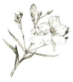 Drawing Of Kaner Flower 22 Best Oleander Tattoo Designs Images Design Tattoos Tattoo