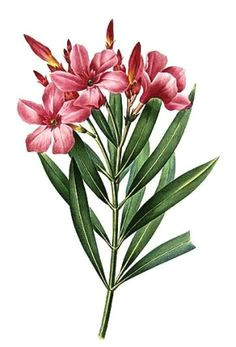 Drawing Of Kaner Flower 22 Best Oleander Tattoo Designs Images Design Tattoos Tattoo