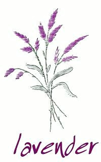 Drawing Of Lavender Flower Lavender Botanicals Drawings Lavender Doodle Art