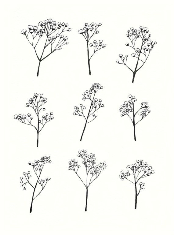 Drawing Of Little Flowers Gypsophila Baby S Breath Flower Illustration A4 Print Of