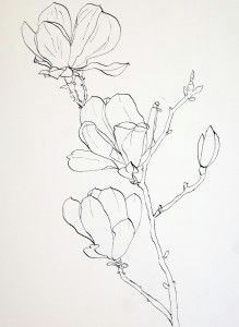 Drawing Of Magnolia Flower 1412 Nejlepa A Ch Obrazka Z Nasta Nky Flower Drawings Drawings