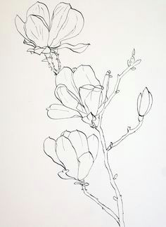 Drawing Of Magnolia Flower 61 Best Art Pencil Drawings Of Flowers Images Pencil Drawings