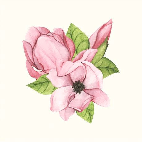 Drawing Of Magnolia Flower Hand Drawn Saucer Magnolia Flower isolated Free Image by Rawpixel