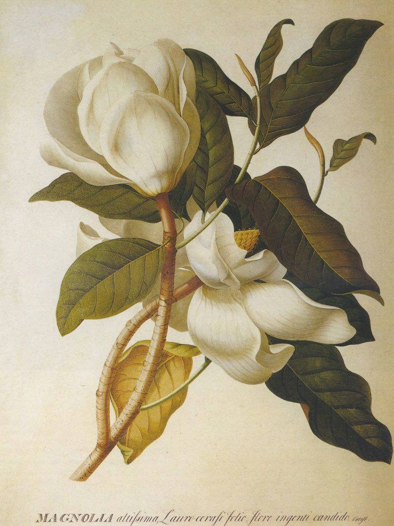 Drawing Of Magnolia Flower I Love This Type Of Style Tattoo Elegant but I Think I Want It Of