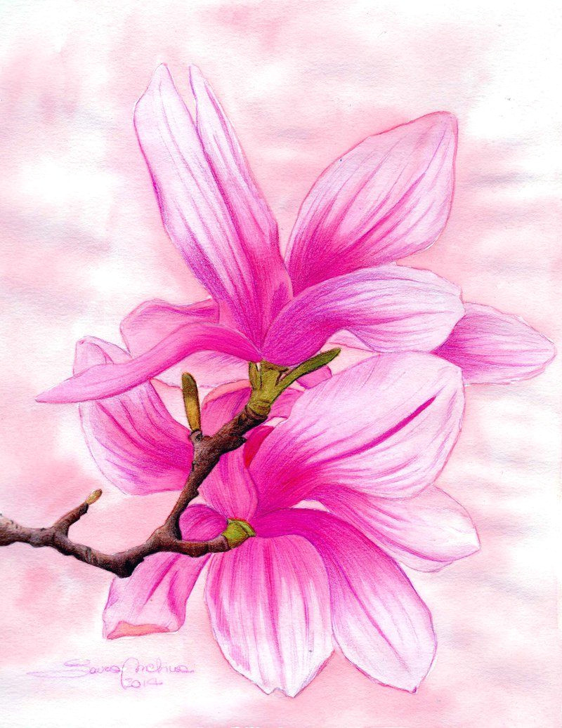 Drawing Of Magnolia Flower Magnolia by Lauramel Deviantart Com On Deviantart Magnolia I