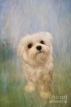 Drawing Of Maltese Dog 108 Best Maltese Dog Images Maltese Drawings Of Dogs Maltese Dogs